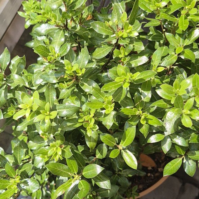 Photo of the plant species Kōhūhū by @BlessedTarbush named Mando on Greg, the plant care app