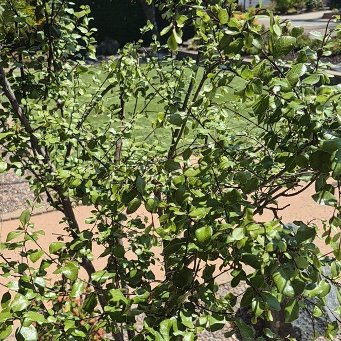 Photo of the plant species Kōhūhū by @BlessedTarbush named Pittosporum Silver Sheen on Greg, the plant care app