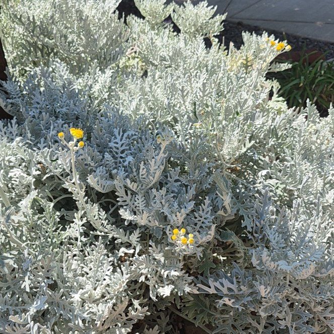 Photo of the plant species Dusty Miller by @BlessedTarbush named Dusty Miller on Greg, the plant care app
