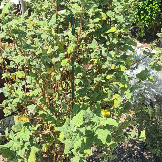Photo of the plant species African mallow by @BlessedTarbush named Cape Mallow on Greg, the plant care app