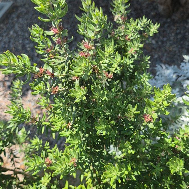 Photo of the plant species Coastal Rosemary by @BlessedTarbush named Apollo on Greg, the plant care app
