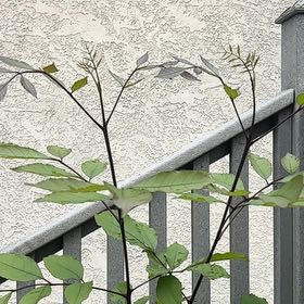 Photo of the plant species Tropical Ash by @FitCat18 named Ronaldo on Greg, the plant care app
