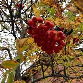 Photo of the plant species European Mountain Ash by @HolyFalsecaesar named Sage on Greg, the plant care app