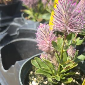 Photo of the plant species Pink Mulla Mulla by @HolyFalsecaesar named Beyonce on Greg, the plant care app