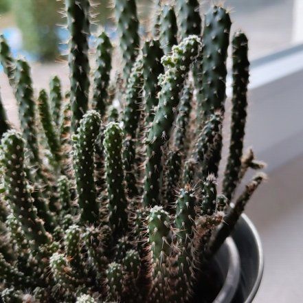 Photo of the plant species Prickly Pear by @HeroMoneyplant named Gregarious on Greg, the plant care app