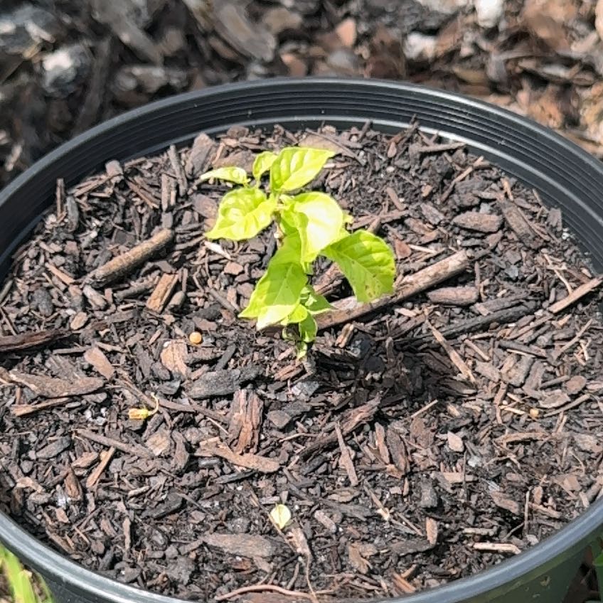 Photo of the plant species Ají dulce by @HeroAloekeylime named Ani Cachucha on Greg, the plant care app