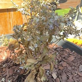 Photo of the plant species Archangel Angelonia by @HipBladdernut named Archangel on Greg, the plant care app