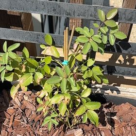 Photo of the plant species climbing rose new dawn by @HipBladdernut named Rose on Greg, the plant care app