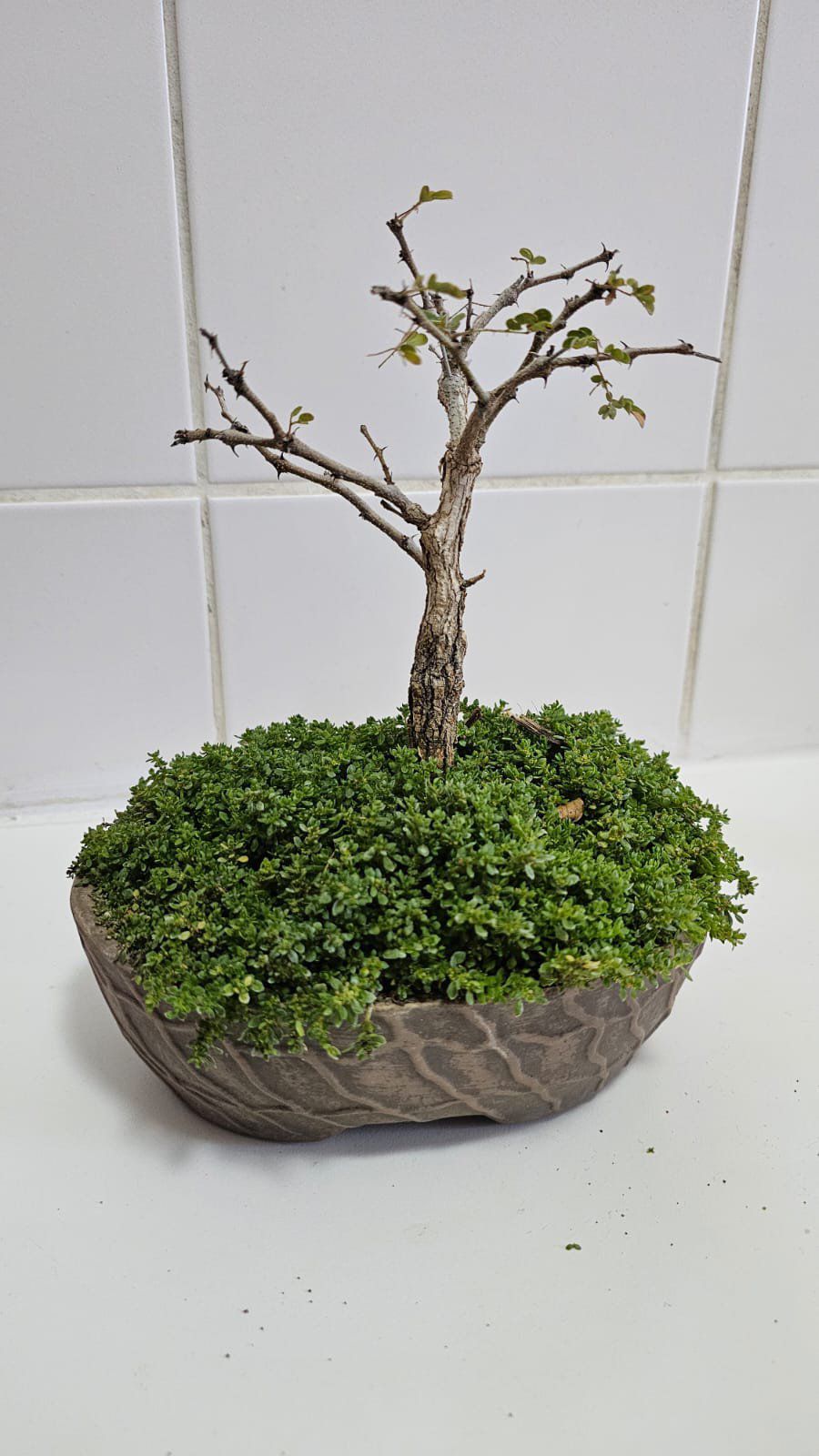 Photo of the plant species Black Monkey Thorn Tree by @NurseCynomorium named Harmony on Greg, the plant care app