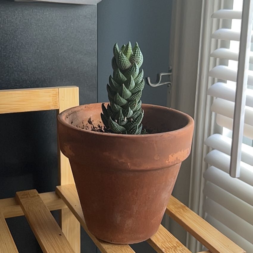 Photo of the plant species Haworthia coarctata f. conspicua by @RootedCuttings named Nithin on Greg, the plant care app