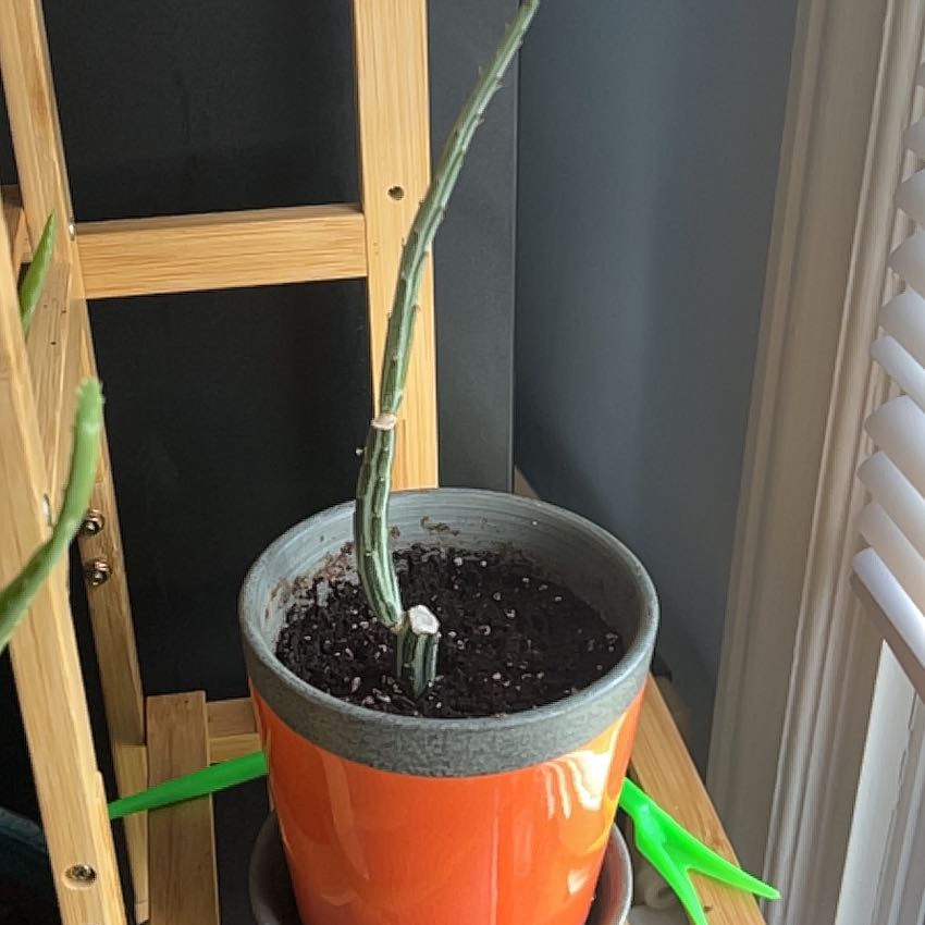Photo of the plant species Inch Worm by @RootedCuttings named Orwell on Greg, the plant care app