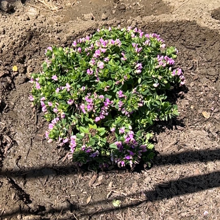 Rosa