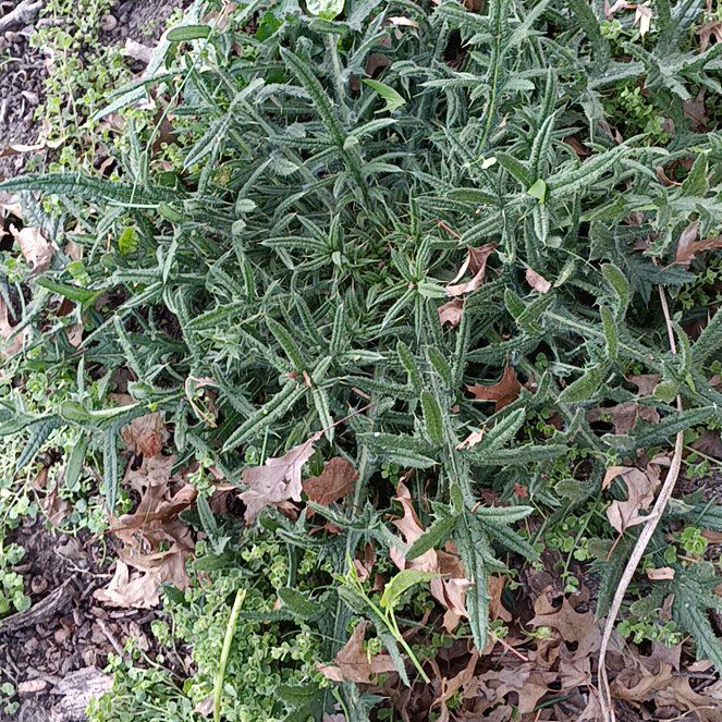 Photo of the plant species Caper Spurge by @RealAudreyficus named Einstein on Greg, the plant care app