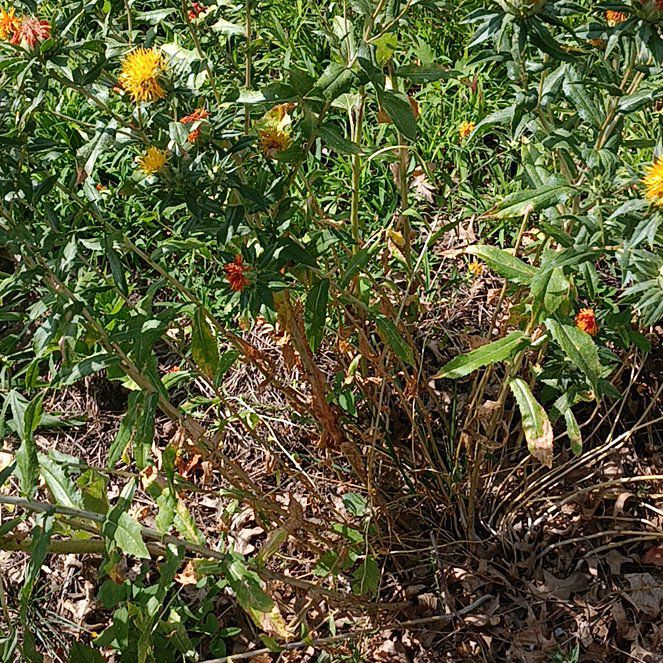 Photo of the plant species Safflower by @RealAudreyficus named Tupot amaroot on Greg, the plant care app