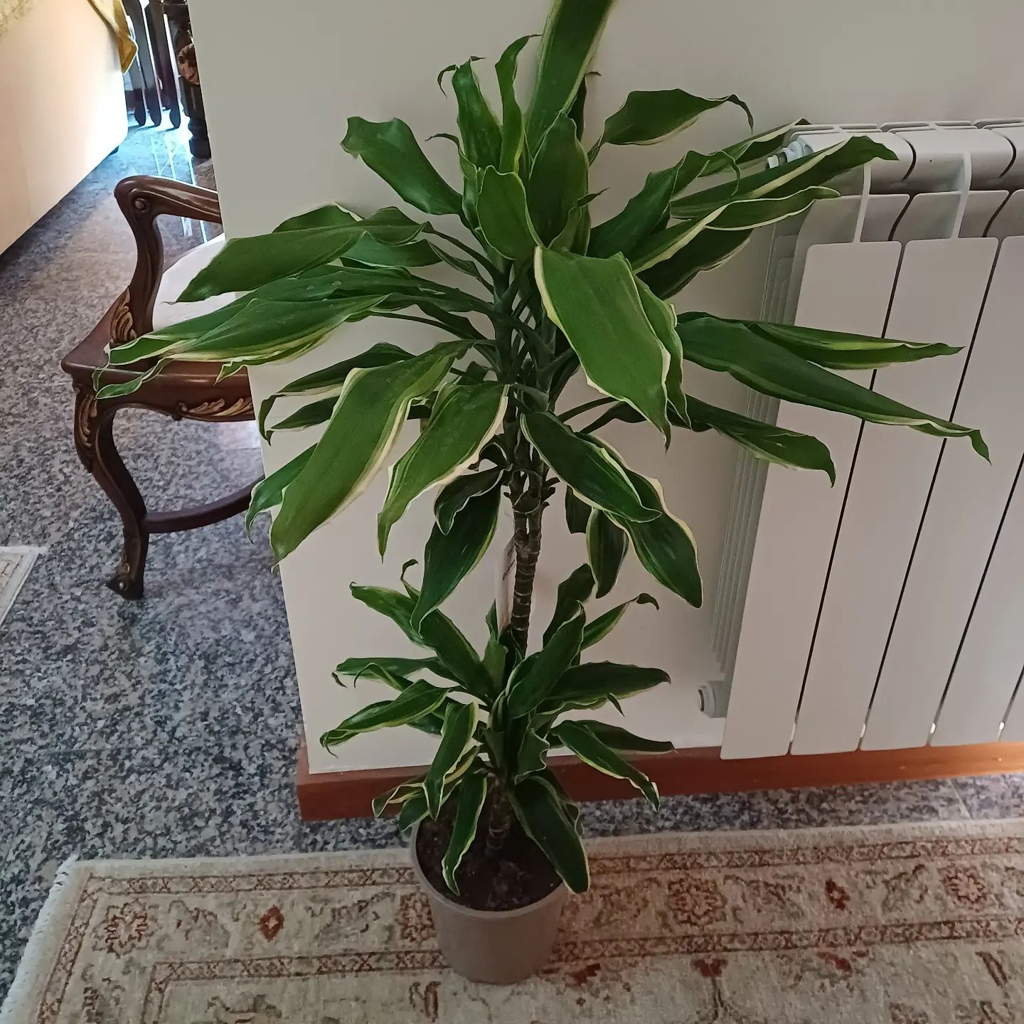 Photo of the plant species dragon tree golden coast by @JesterBunnyears named Marquinhos on Greg, the plant care app