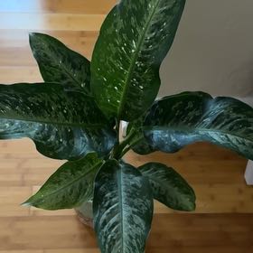 Photo of the plant species Dieffenbachia 'Memoria Corsii' by @RadMarshspurge named Kesha on Greg, the plant care app