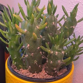 Photo of the plant species Gumby by @DaintyArrowhead named Eva on Greg, the plant care app