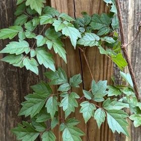 Photo of the plant species pepper vine by @DaintyArrowhead named Gomez on Greg, the plant care app