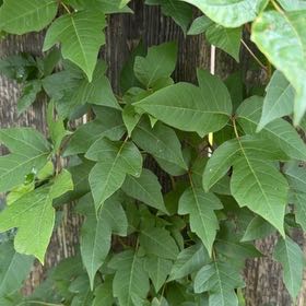 Photo of the plant species Poison Ivy by @DaintyArrowhead named Remington on Greg, the plant care app