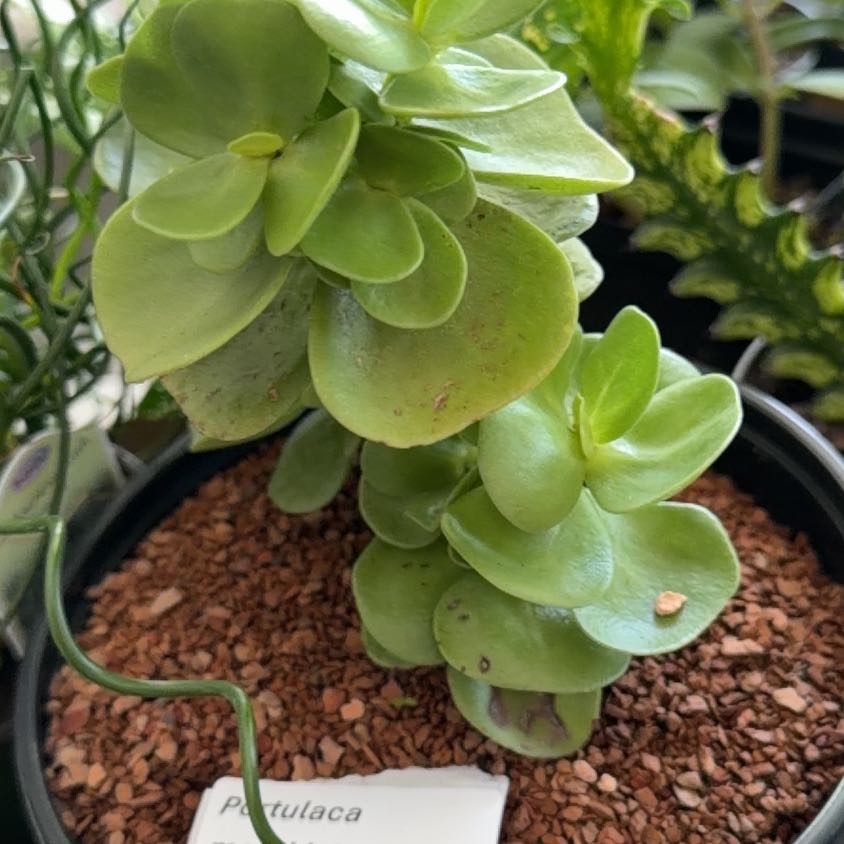 Photo of the plant species 'Ihi by @DaintyArrowhead named Rainier on Greg, the plant care app