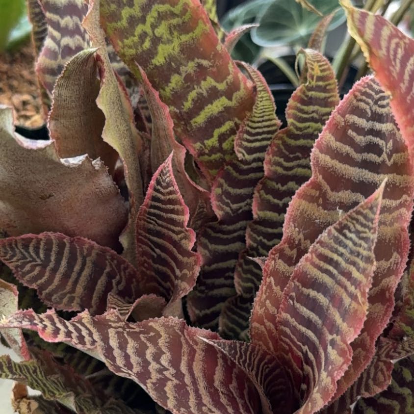 Photo of the plant species Cryptanthus by @DaintyArrowhead named Kylie on Greg, the plant care app
