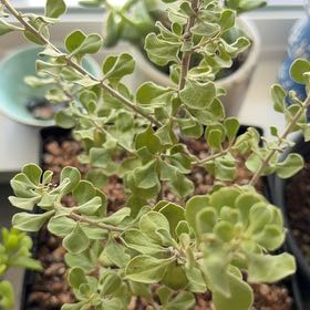 Photo of the plant species Texas Barometer Bush by @DaintyArrowhead named Aria on Greg, the plant care app