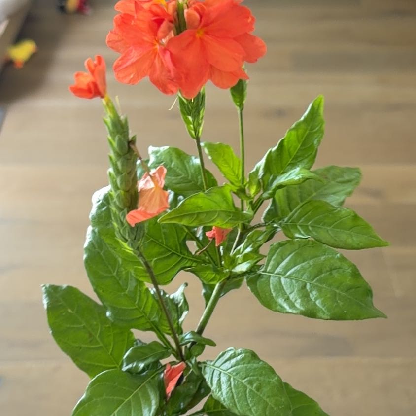 Photo of the plant species Firecracker Flower by @DaintyArrowhead named Shakira on Greg, the plant care app