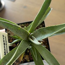 Photo of the plant species Mangave Maverick by @DaintyArrowhead named Morgan Treeman on Greg, the plant care app