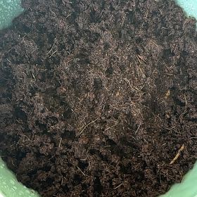 Photo of the plant species Eucalyptus Lemon Bush by @KinglyFanpalm named Eucalyptus lemon bush on Greg, the plant care app