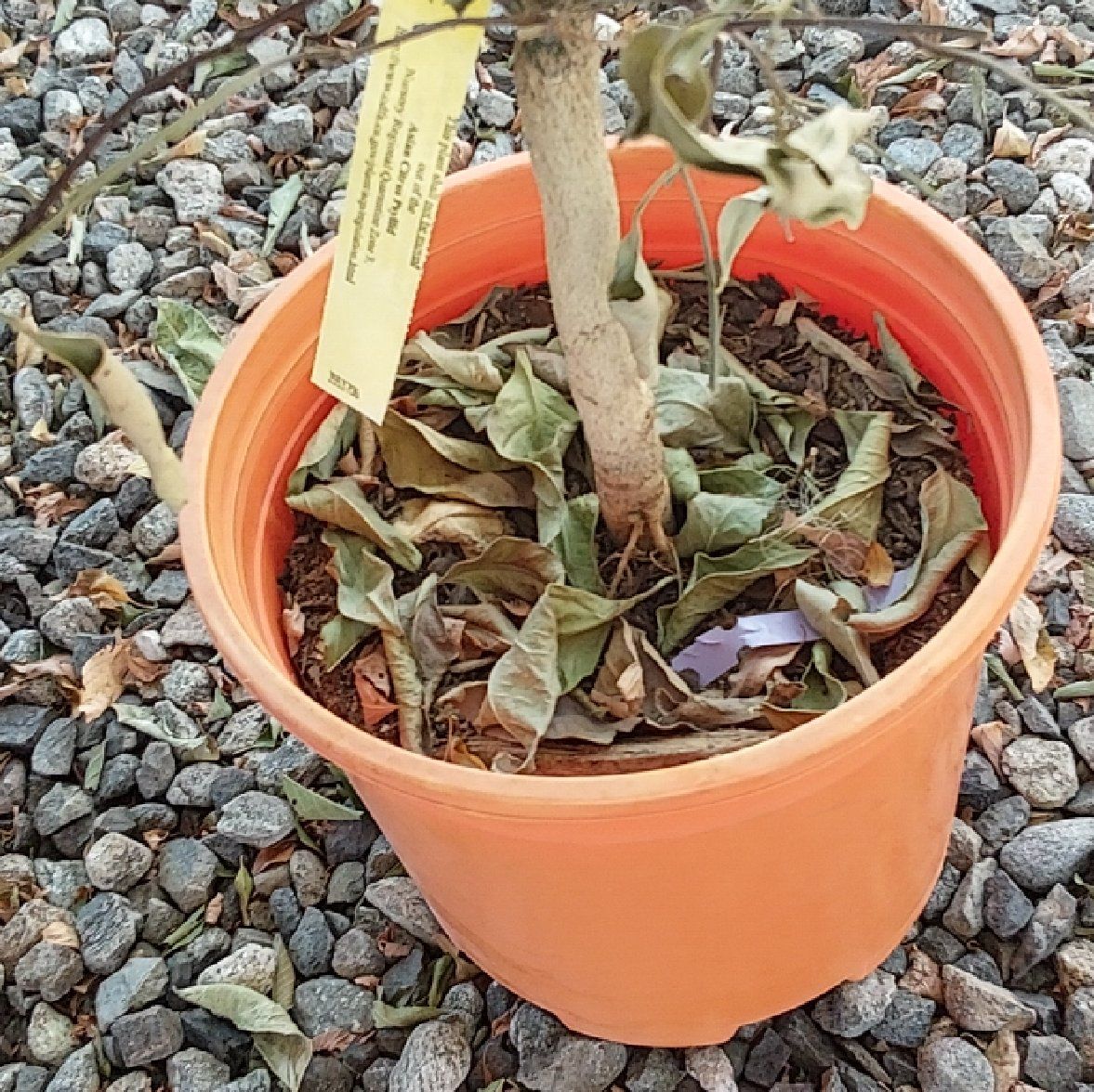 Photo of the plant species Owari Satsuma Tree by @TidyBowmansroot named Anne on Greg, the plant care app