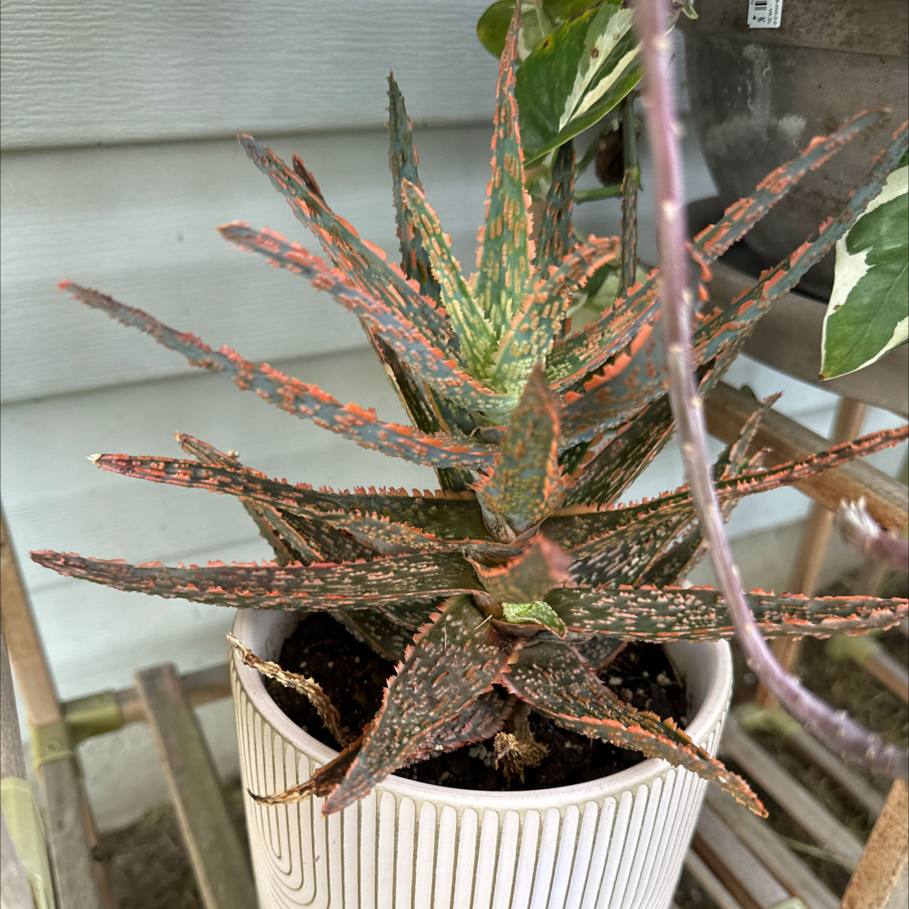 Photo of the plant species Aloe 'Crimson Dragon' by @KenzsCorner named Diana on Greg, the plant care app