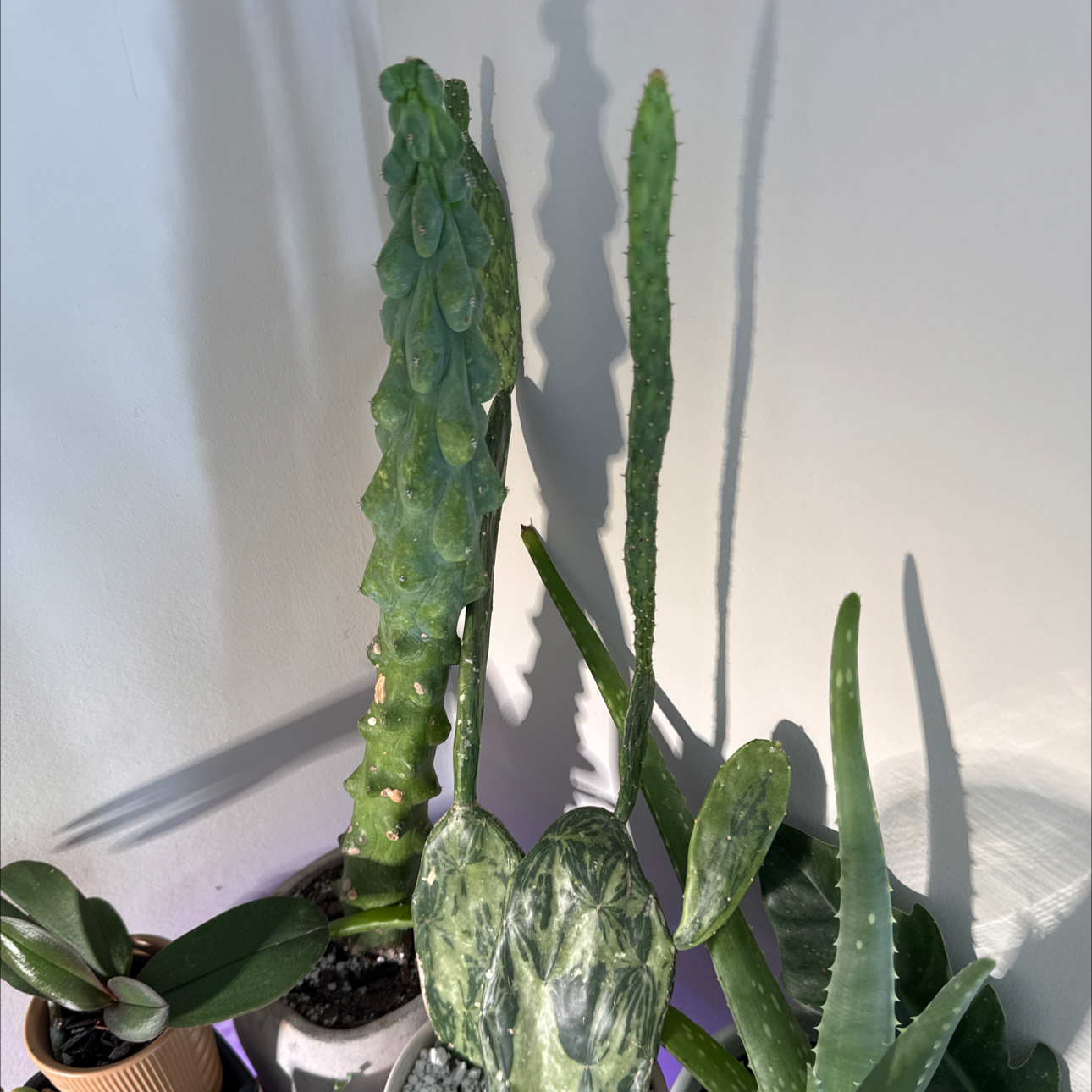 Photo of the plant species Variegated Prickly Pear Cactus by @KenzsCorner named Bodhi on Greg, the plant care app