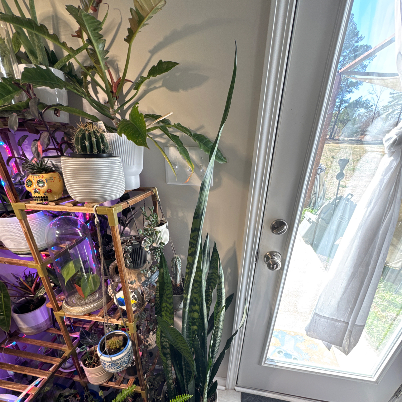 Photo of the plant species Futura Robusta Snake Plant by @KenzsCorner named Gobi on Greg, the plant care app