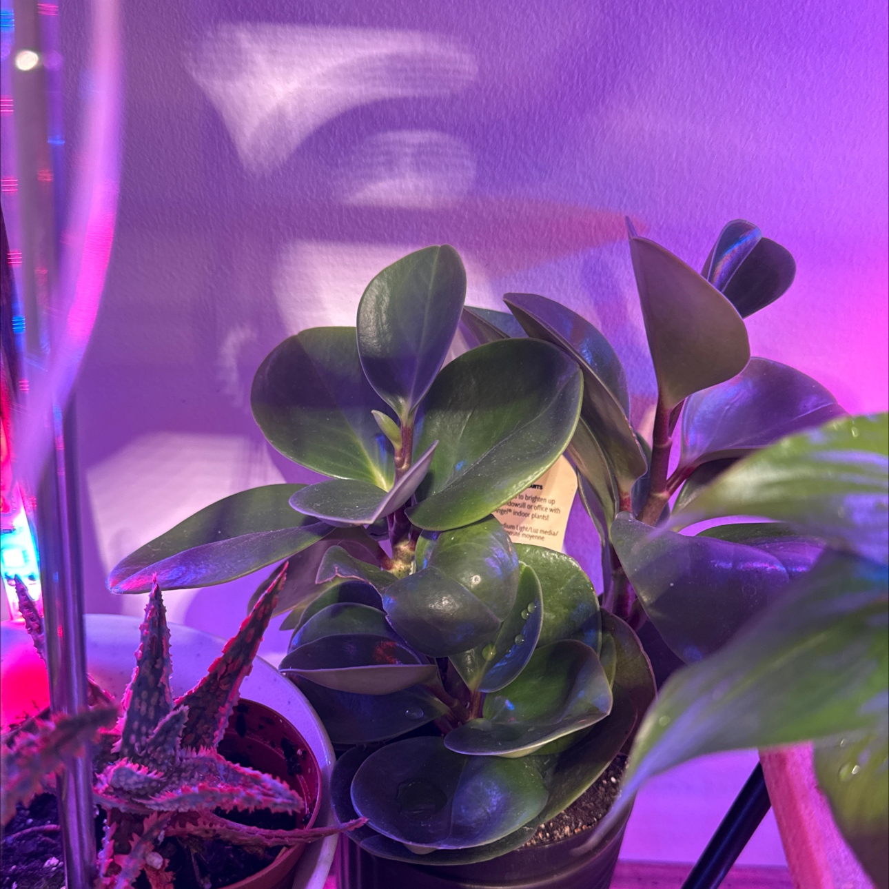 Photo of the plant species Peperomia 'Pixie Lime' by @KenzsCorner named Treeyoncé on Greg, the plant care app