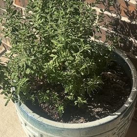 Photo of the plant species Texas Sage by @BoldLeucophyta named Texas Sage on Greg, the plant care app
