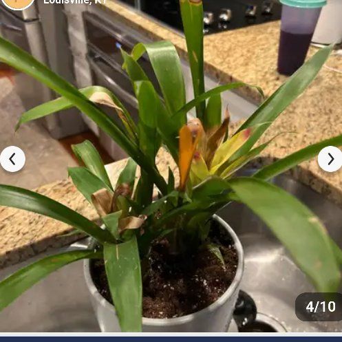 Photo of the plant species Aechmea fasciata 'Primera' by @ZealousTanekaha named Bieber on Greg, the plant care app