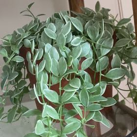 Photo of the plant species Dischidia oiantha 'Variegata' by @CivilGreenflame named Muhammad Ali on Greg, the plant care app