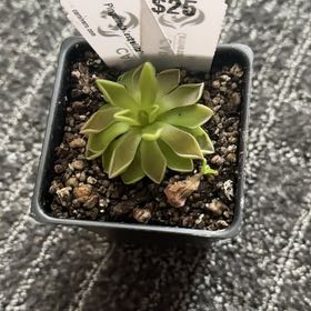 Photo of the plant species pinguicula estrellita by @YiftHorsesteeth named LiloStitch on Greg, the plant care app