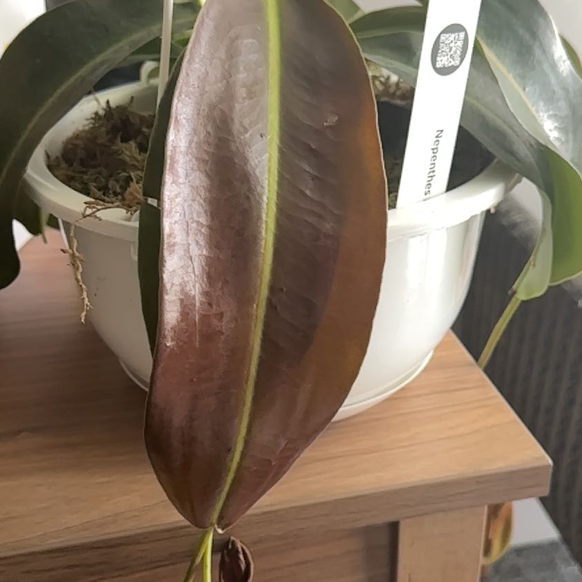 Photo of the plant species monkey cup by @YiftHorsesteeth named Kardashian on Greg, the plant care app