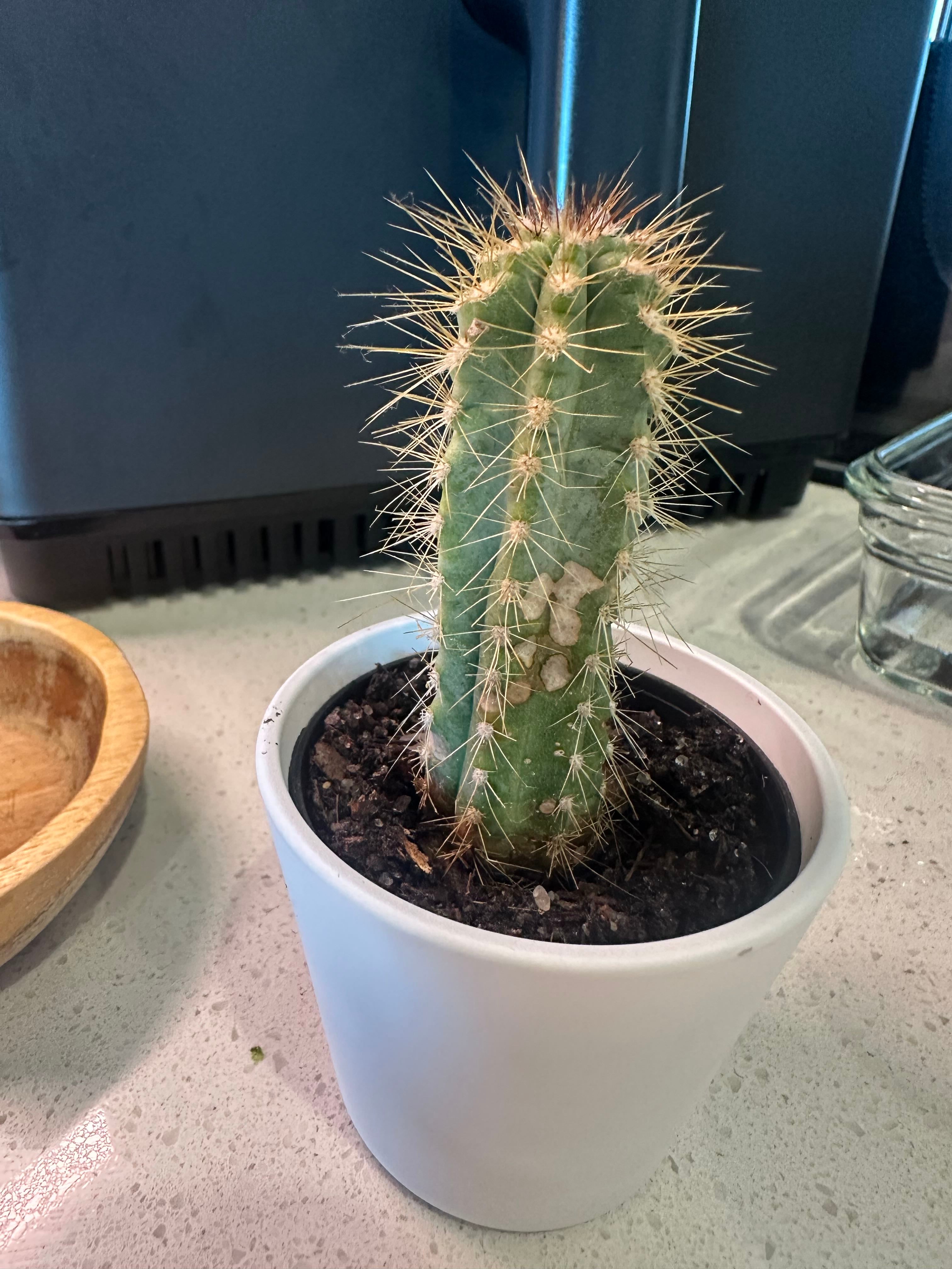 🌼 4 Best Companion Plants for Arrabida's Blue Torch