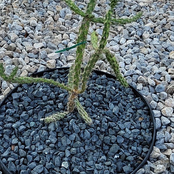 Photo of the plant species Octopus Cactus by @AdeptCentella named Eva on Greg, the plant care app