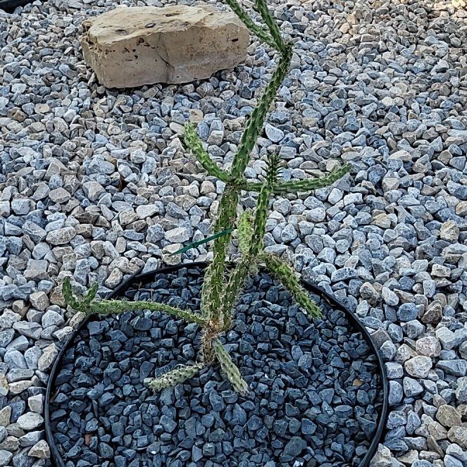 Photo of the plant species Octopus Cactus by @AdeptCentella named Bruce Lee on Greg, the plant care app