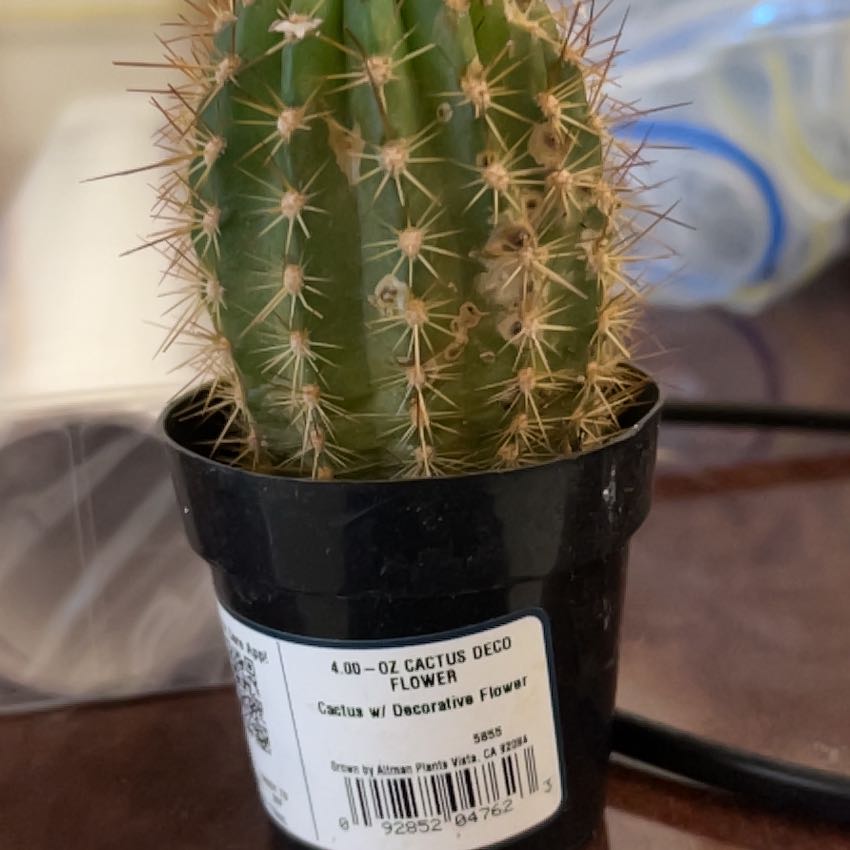 Photo of the plant species Oz Cactus by @UndauntedBlinks named Remington on Greg, the plant care app