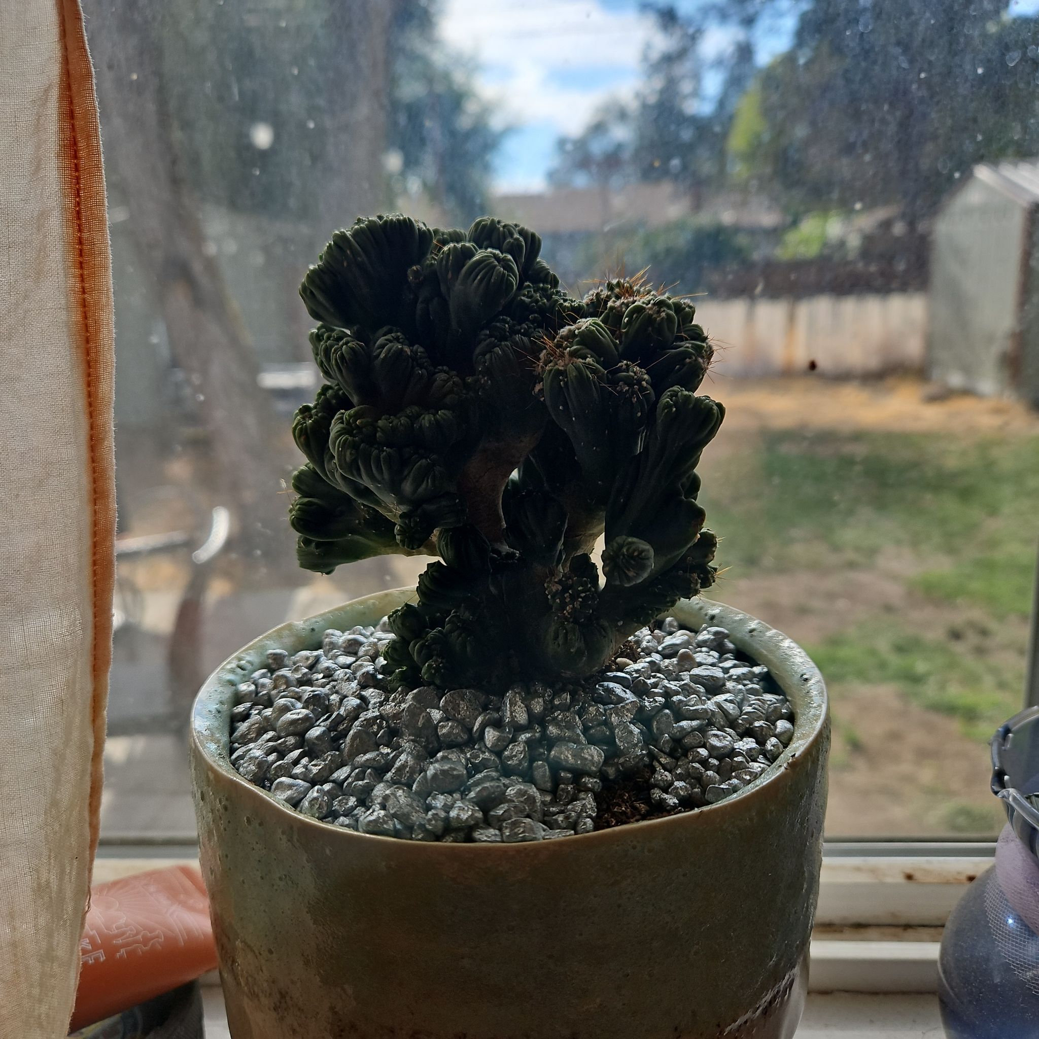 Photo of the plant species Crested Ming Thing by @SirWaterfoxtail named Aria on Greg, the plant care app