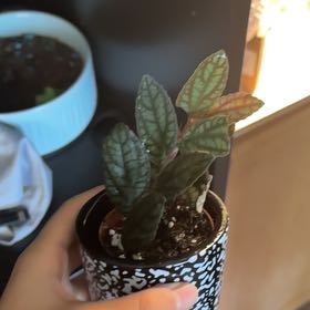Photo of the plant species Pellonia Pulchra by @Dani_2ealthooo named Kiko on Greg, the plant care app