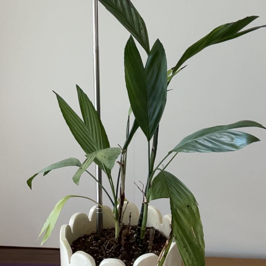 Photo of the plant species Metal Palm Tree by @FitSausagetree named Sonora on Greg, the plant care app
