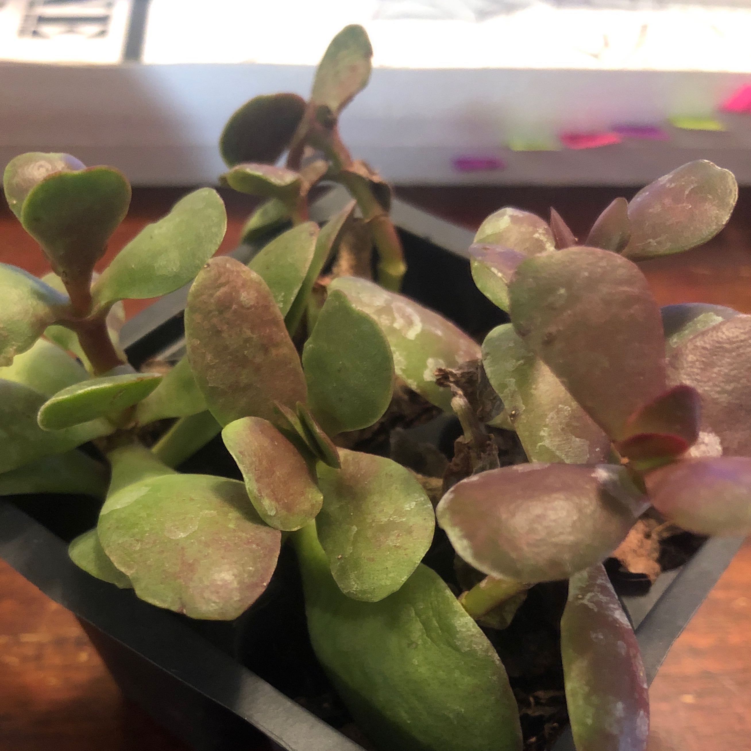 Photo of the plant species Crassula 'Burgundy' by @NoblyBlackrose named Orwell on Greg, the plant care app