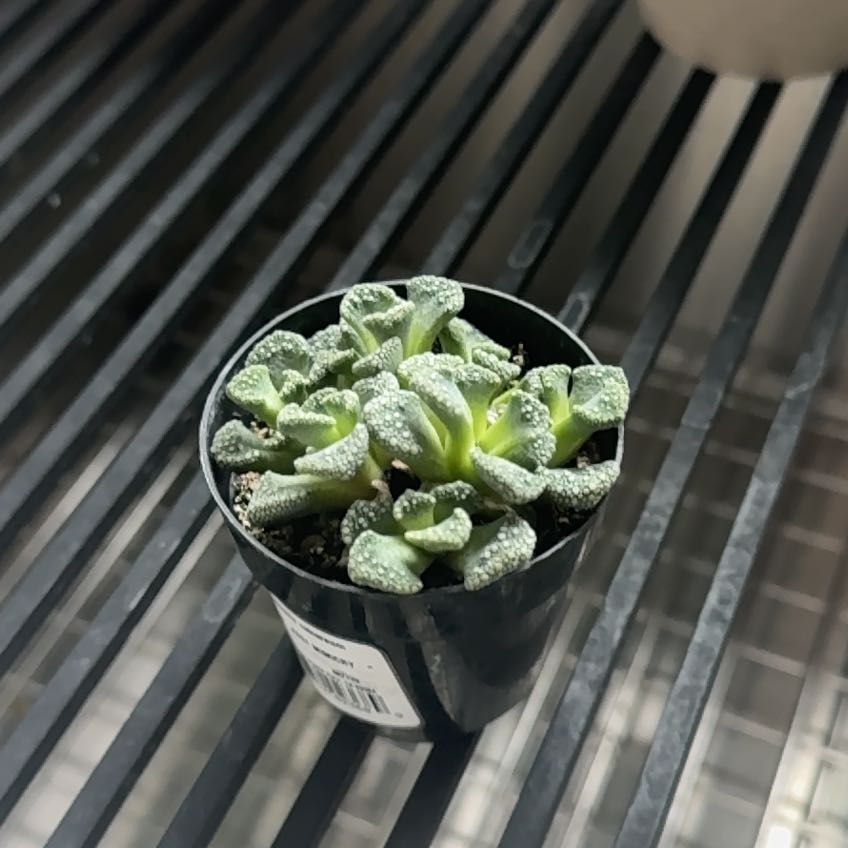 Photo of the plant species Assorted Titanopsis by @GeneralSulla named Fernie Mercury on Greg, the plant care app