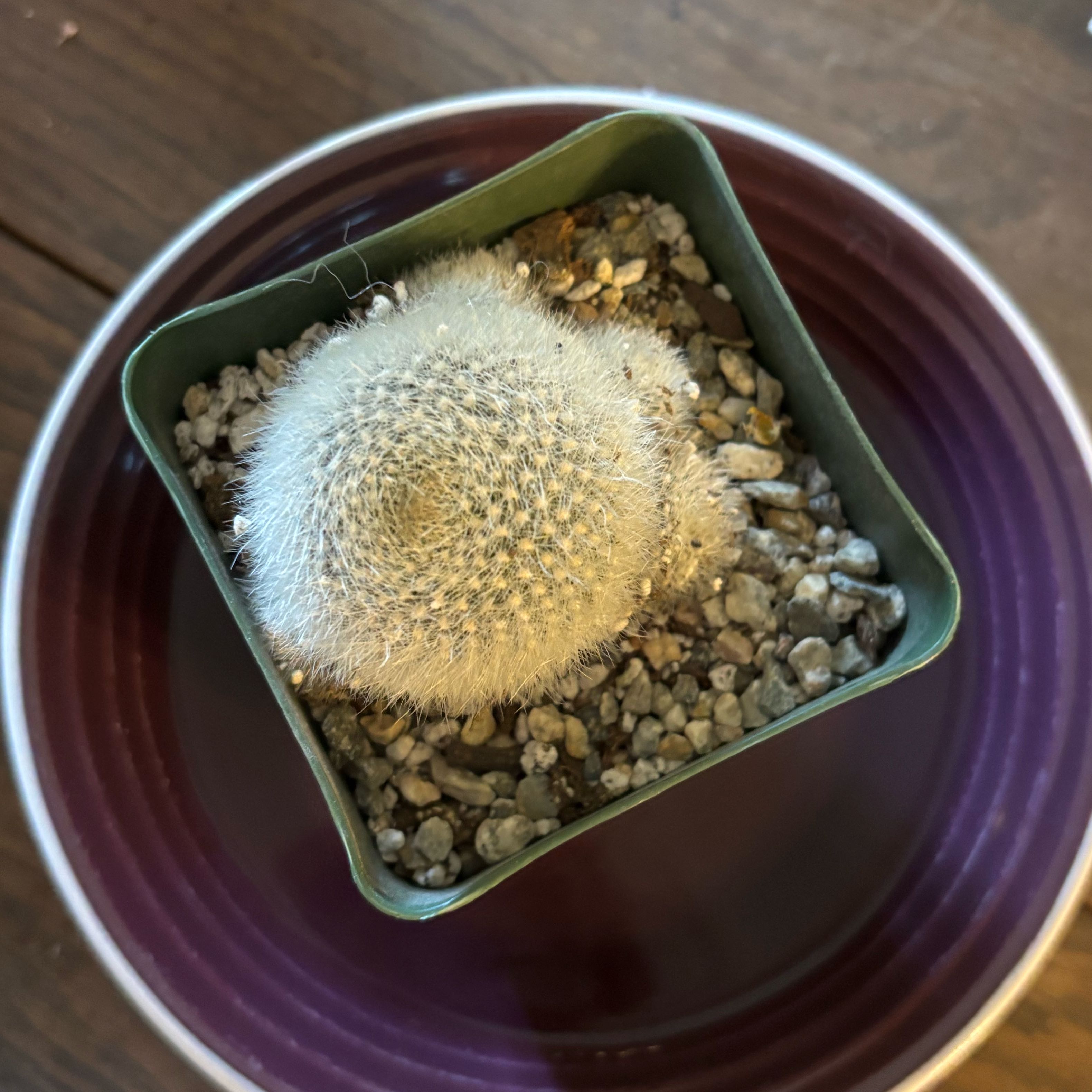 Photo of the plant species Assorted Rebutia by @UnrefutedRuby named Naomi on Greg, the plant care app