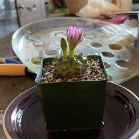 Photo of the plant species Bruch's Chin Cactus by @UnrefutedRuby named Bruce Lee on Greg, the plant care app
